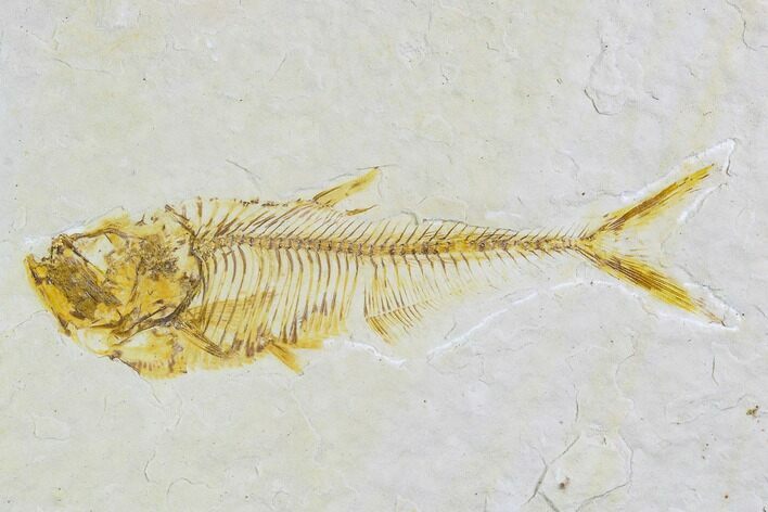 Fossil Fish (Diplomystus) - Wyoming #108303